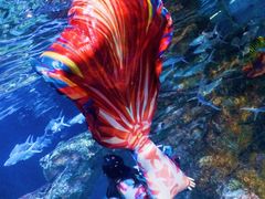 -太平洋海底世界