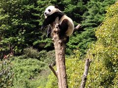 -卧龙中华大熊猫苑神树坪基地