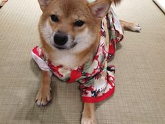 -逗柴咖啡屋·狗咖猫咖宠物桌游