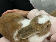 -楼上猫咖(罗湖店)