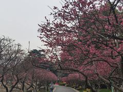 -红梅公园