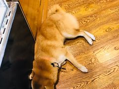 -柴务处·柴犬主题狗咖