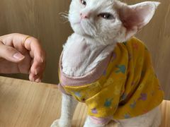 -猫腻·猫咖·撸猫馆(星光大道店)