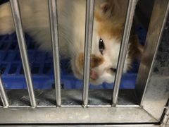 -瑞派动物医院·绝育·犬猫全科·预防医学(光景江南中店)