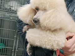 -宠福鑫康馨动物医院·骨科·眼科