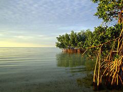 -北海金海湾红树林生态旅游区