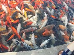 荷花大观园-鲜鱼居饭店