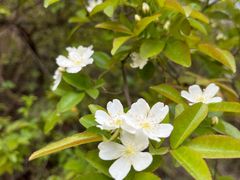 -舒家湾天主教堂