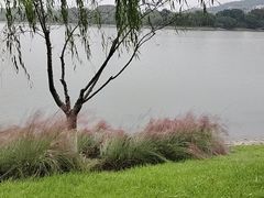 -羊山湖公园