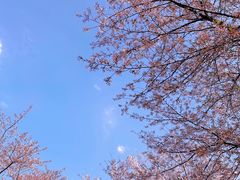 -顾村公园