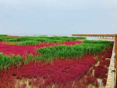 -红海滩国家风景廊道