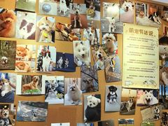 -翊宠yipet猫狗购宠庄园犬舍•猫舍