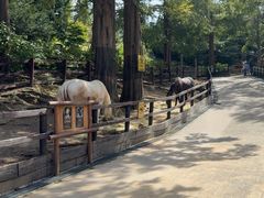 -神户市立六甲山牧场