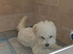 -唐小姐の私宠·宠物洗护美容·撸猫馆·购宠(周浦万达旗舰店)