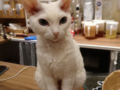 -有猫咖啡umeow coffee