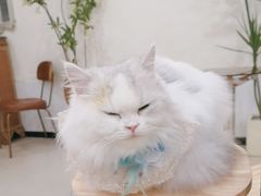 -共舞时光猫咖·狗咖(新街口店)