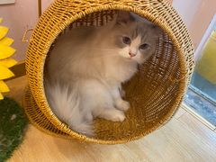 -猫咪派对(江南西店)