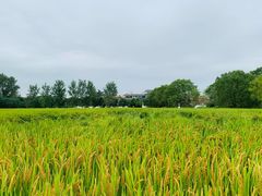 -嘉北郊野公园