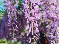 -嘉定紫藤园