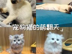 -欣宠猫屋·矮脚拿破仑·蓝金金渐层