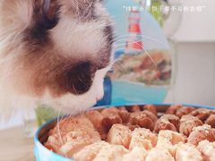 咖啡牛油小花二味-香港珍妮曲奇聪明小熊饼干