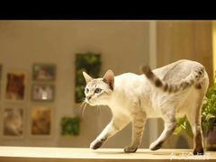 -藏猫猫咖啡主题馆(中央大道店)