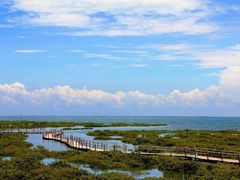 -北海金海湾红树林生态旅游区