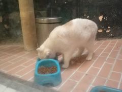 -猫咪博物馆(顶澳仔猫街店)