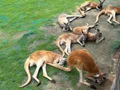 -西霞口神雕山野生动物世界