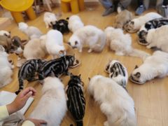 -有喵·猫咖·狗咖·30几只猫10只小狗(岗厦店)