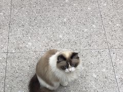 -四月宠物医院·猫专科·心脏专科·内科(转塘店)