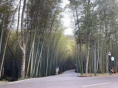 -潜山国家森林公园