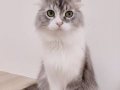 -瞄一喵猫咖(格力海岸店)