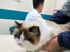 -睿金宠物医院·CT·肿瘤·骨外科