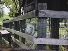 -田园东方蜜桃村的田野营地