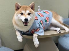 -逗柴咖啡屋·狗咖猫咖宠物桌游