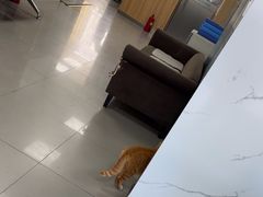 -瑞派宠物医院·24h·骨外科·皮肤科·全科宠物医疗转诊中心(沈阳浑南院)