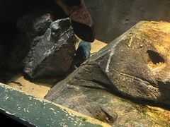 -上海海洋水族馆