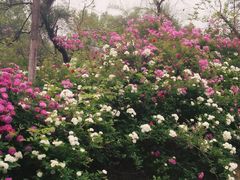 -济南国际园博园