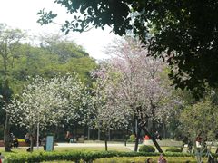 -金砂公园