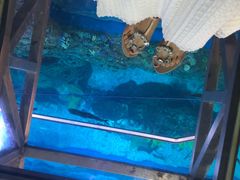 -迪拜水族馆及水下动物园