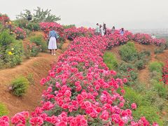 -密云玫瑰情园