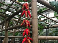 -兰陵国家农业公园