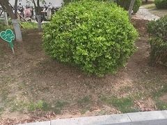 -石老人观光园