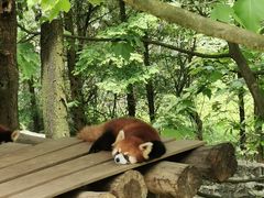 -都江堰中华大熊猫苑