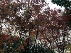 -徐家汇源景区-衡山公园