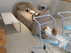 -怪兽屋·羊驼·猫咖·狗咖(俊华广场店)