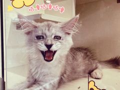 -十年猫舍·猫咪专门店(普陀店)