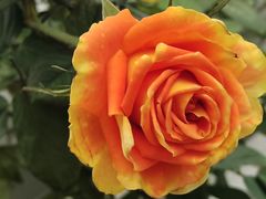 -上海鲜花港