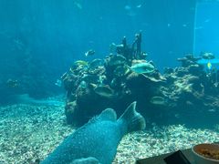 -海棠湾洲际-涛·海底餐厅·美人鱼·自助餐·海底隧道